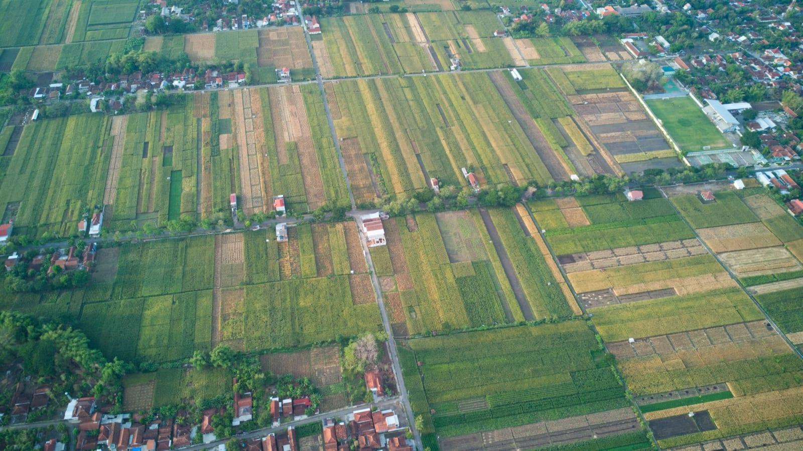 Rows of cassava and sorghum on a large plantation in Kalimantan, with agronomists taking soil samples in the foreground and a distant processing plant on the horizon