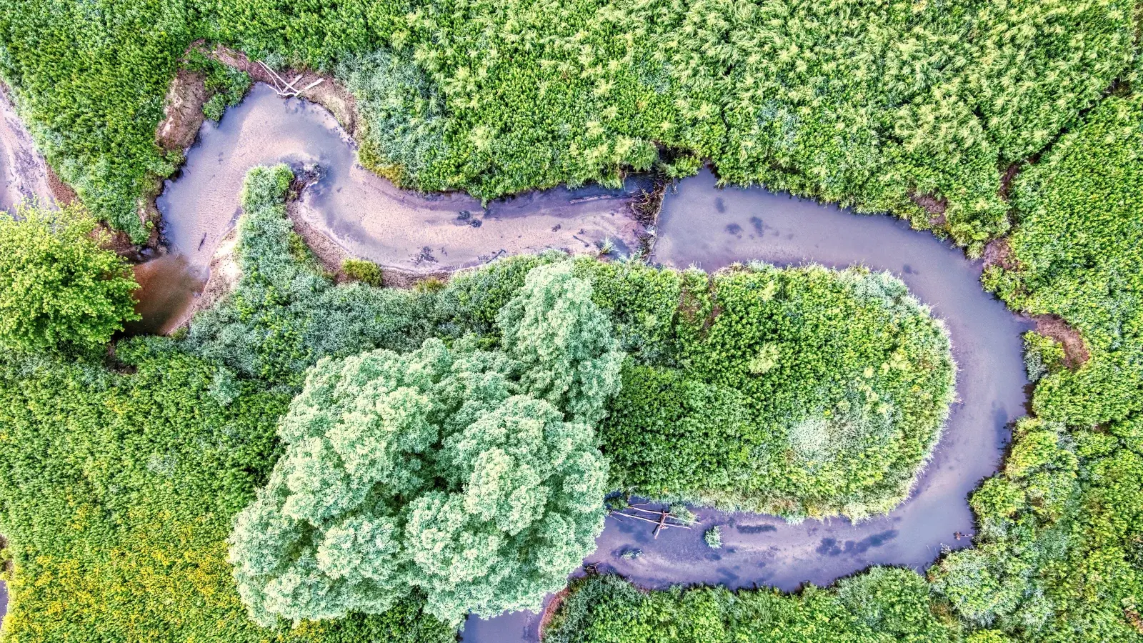 Tajuk hutan yang telah dipulihkan berbatasan dengan konsesi tambang di Indonesia, dengan tim survei melakukan pengukuran lapangan di antara vegetasi hasil penanaman