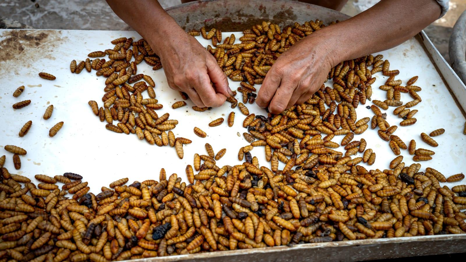 Residents sorting household food scraps into bins at a community black soldier fly maggot cultivation facility in Depok