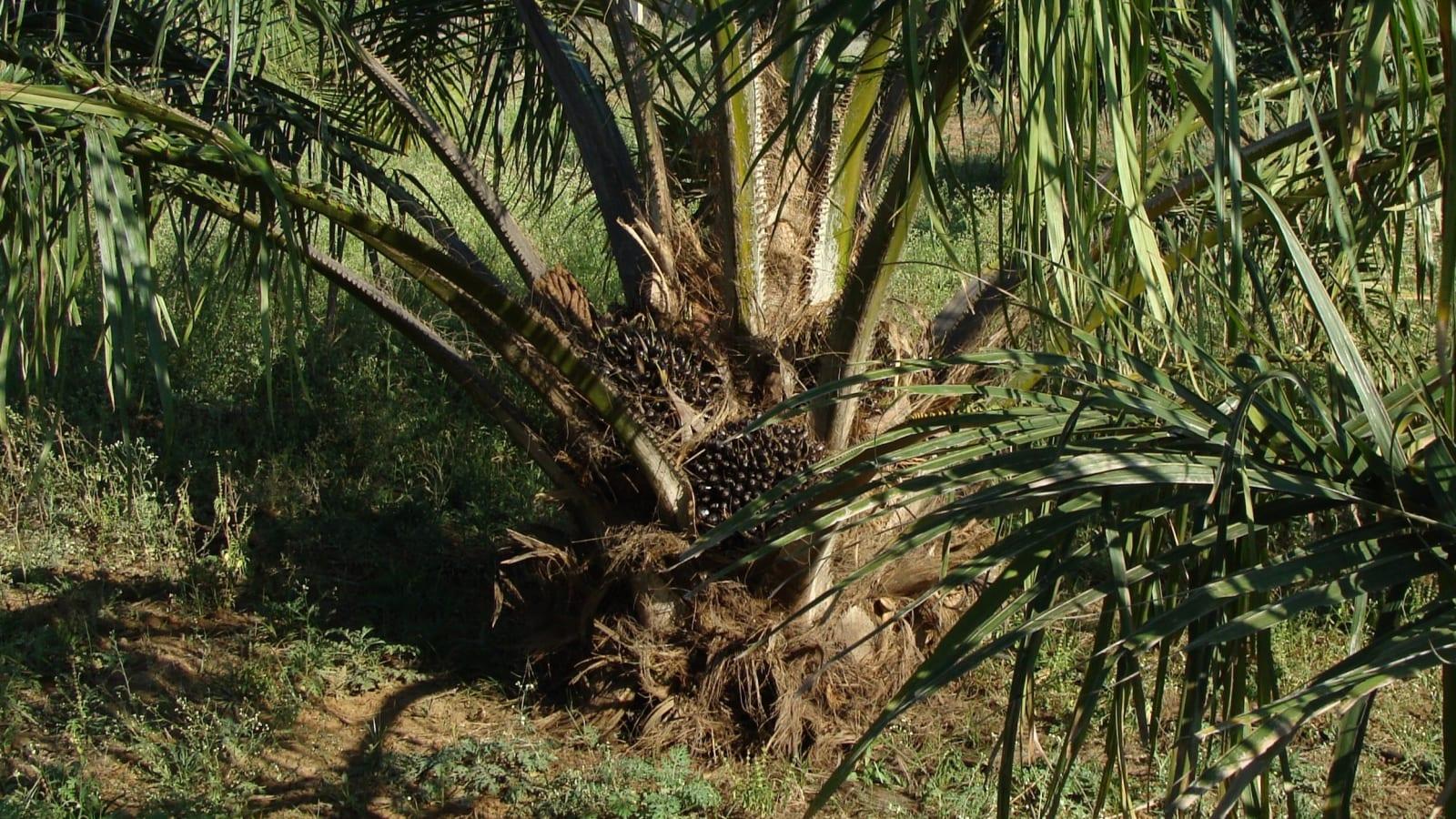 Palm oil empty fruit bunches and biomass residue stacked at a plantation mill for processing into compost or energy feedstock