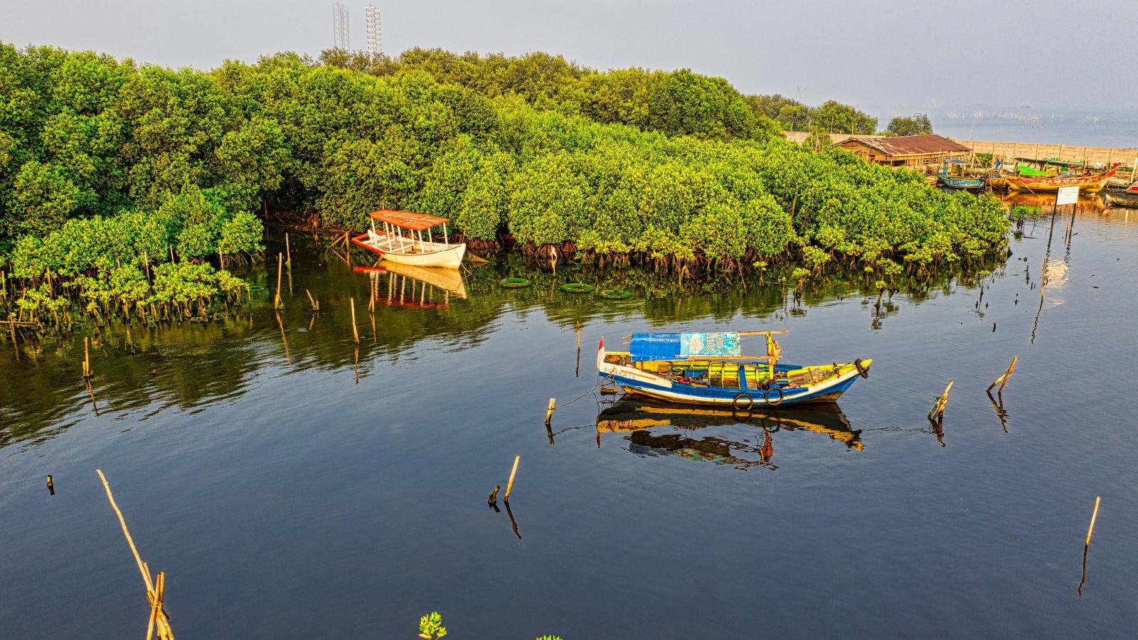 Aerial view of a dense mangrove forest fringing an Indonesian coastline, with a nickel mining port visible in the distance